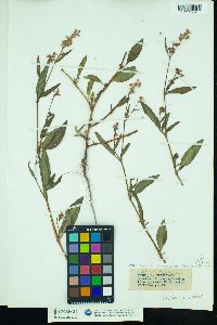 Polygonum pensylvanicum image