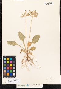 Primula elatior image