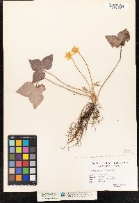 Hepatica nobilis var. acuta image