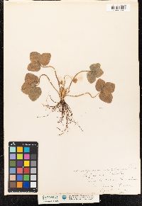 Hepatica nobilis var. obtusa image