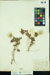 Clematis occidentalis image