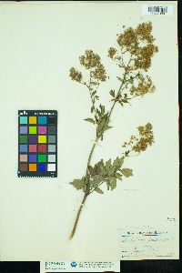 Thalictrum dasycarpum image