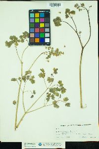 Thalictrum dioicum image