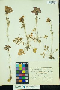Image of Ranunculus asiaticus