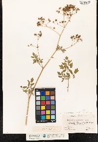 Thalictrum pubescens image