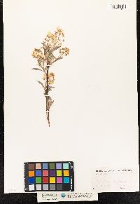 Amelanchier canadensis image