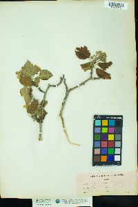 Crataegus apiifolia image