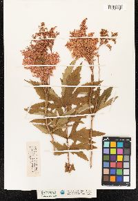 Filipendula rubra image