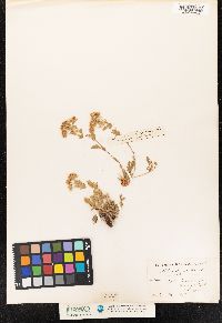 Image of Potentilla caulescens