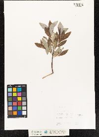 Salix discolor image