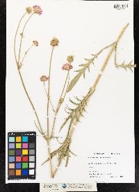 Knautia arvensis image