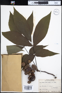 Carya ovata image