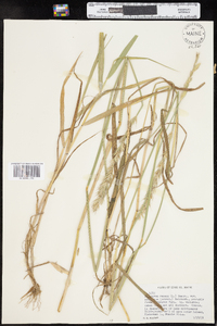 Elymus repens image