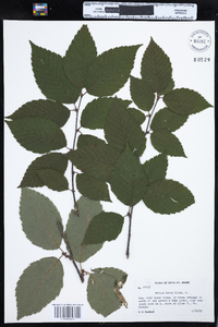 Betula alleghaniensis image