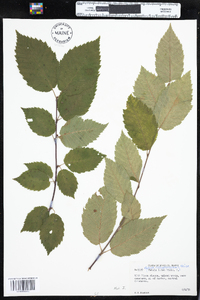 Betula alleghaniensis image