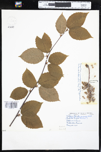 Betula alleghaniensis image