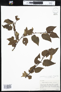 Betula papyrifera var. cordifolia image