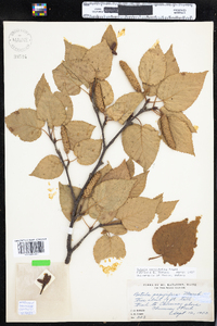 Betula papyrifera var. cordifolia image