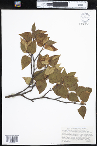 Betula papyrifera var. cordifolia image