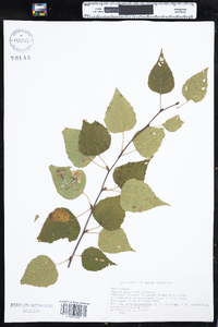 Betula populifolia image