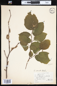 Corylus cornuta image