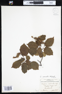 Corylus cornuta image