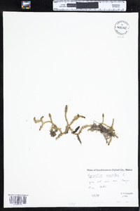 Lycopodiella inundata image