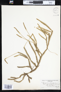 Lycopodium lagopus image