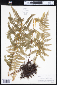 Dennstaedtia punctilobula image