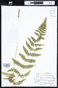 Dennstaedtia punctilobula image