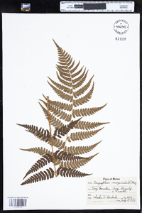 Dryopteris marginalis image