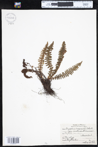 Dryopteris fragrans image