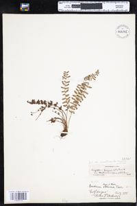 Dryopteris fragrans image