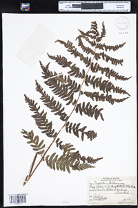 Dryopteris goldiana image