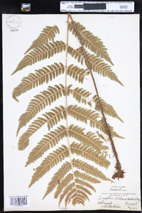 Dryopteris goldiana image