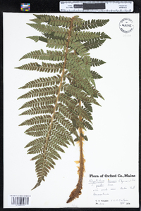 Polystichum braunii image