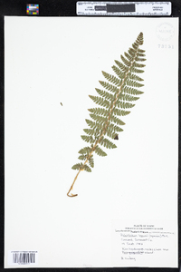 Polystichum braunii image