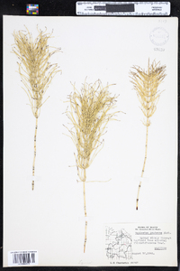 Equisetum pratense image