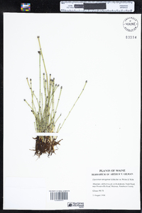 Equisetum variegatum image