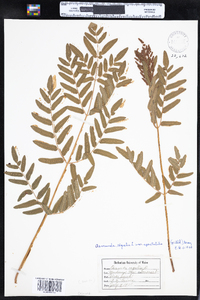 Osmunda regalis var. spectabilis image