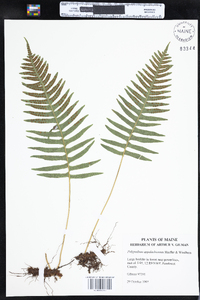 Polypodium appalachianum image