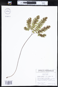 Adiantum aleuticum image