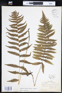 Parathelypteris simulata image