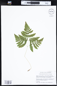 Gymnocarpium dryopteris image