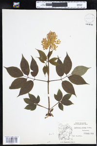 Sambucus racemosa image