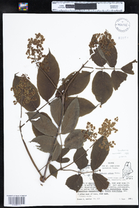 Sambucus racemosa image