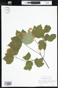 Viburnum acerifolium image