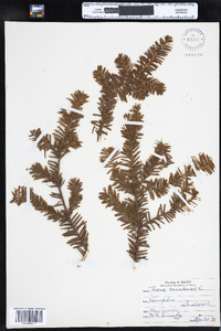 Taxus canadensis image