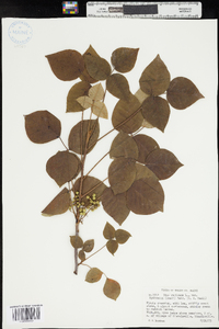 Toxicodendron rydbergii image