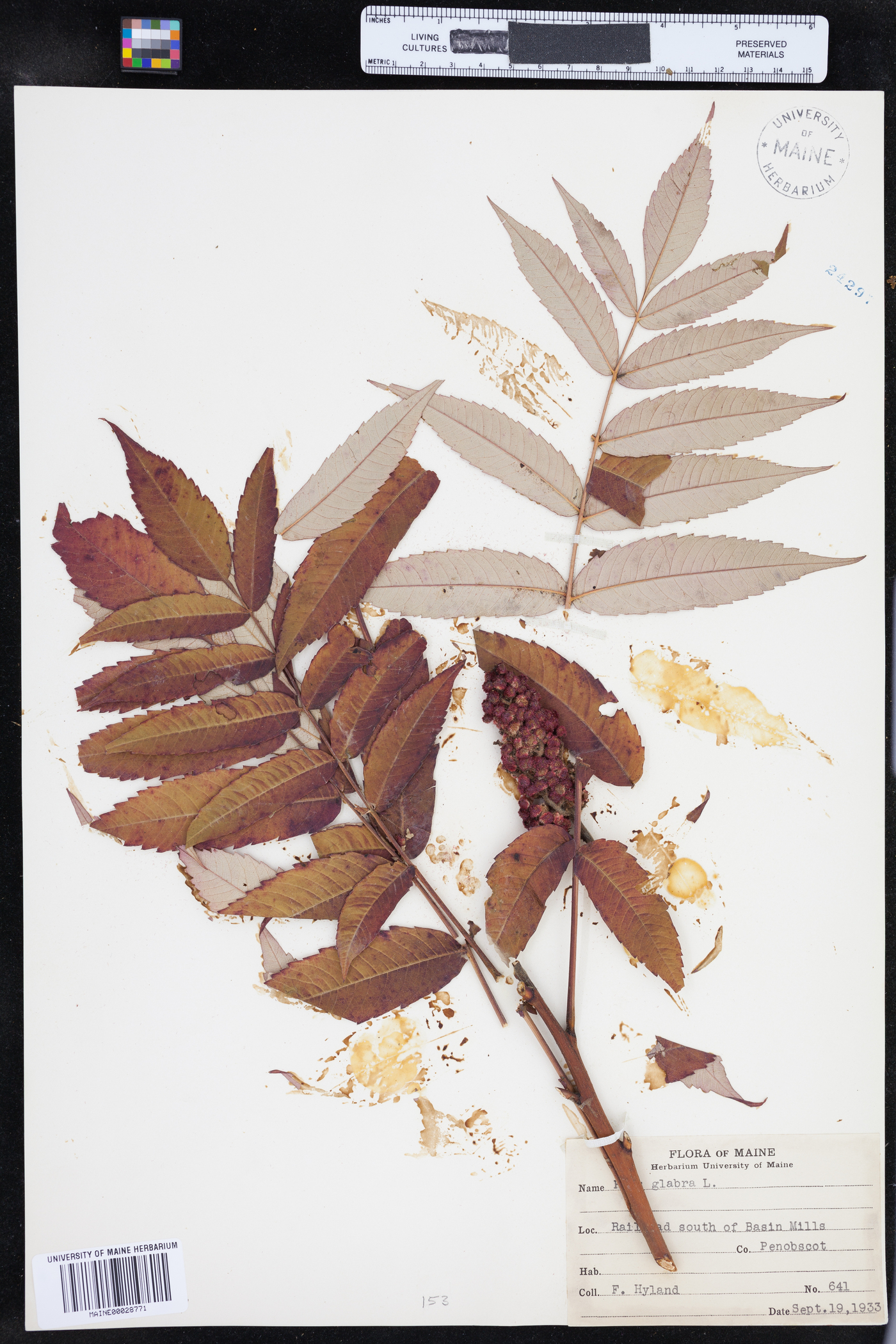 Rhus glabra image